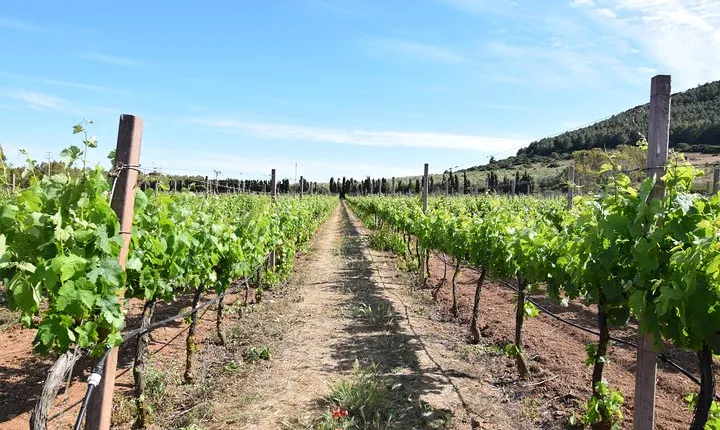 Guided Wine and Olive oil tasting 