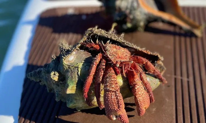 Guided Clear Kayak Eco-Tour of Jupiter