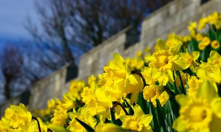 The Best of York on Foot in a Small Group