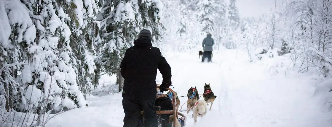 Levi self-driving husky sled tour