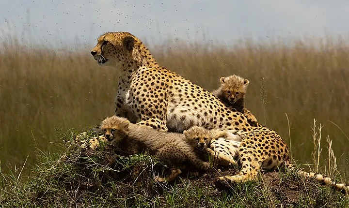 3 Days Masai Mara Group Joining