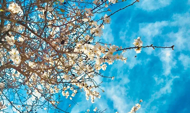 Small-Group Wine Tour & Silves Exploration (from Albufeira)