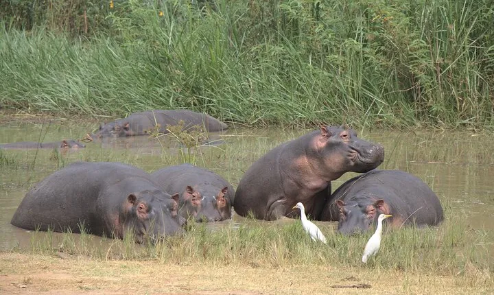 One-day Akagera National Park Game Drive with a Choice 4x4