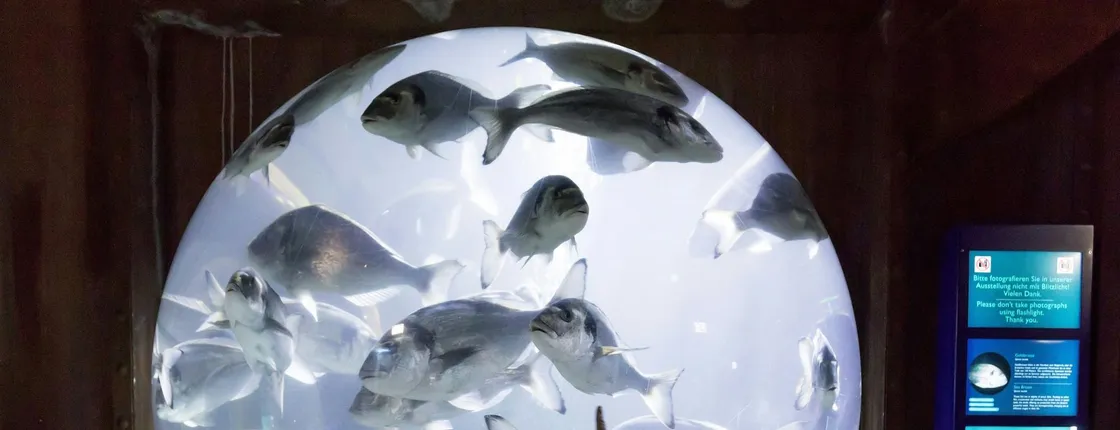 Entrance tickets to discover Speyer Sea Life aquarium