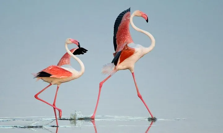 7 days Magical Northern Tanzania with Roy Safaris