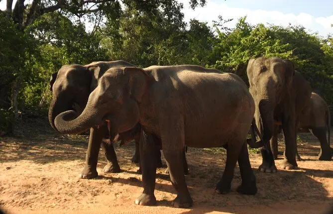 Full Day Safari Yala National Park Tour (04.30 Am to 06.00 Pm)