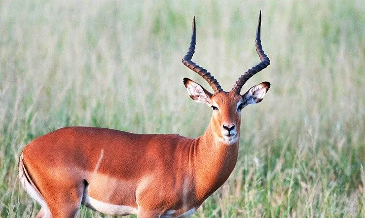 8 Days, 7 Nights Safari – Lake Nakuru, Maasai Mara, Naivasha and Amboseli Park