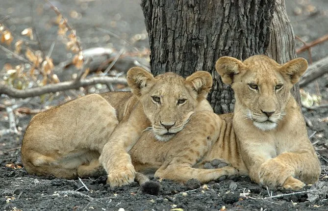 Day Safari tour to Selous Game Reserve from Zanzibar