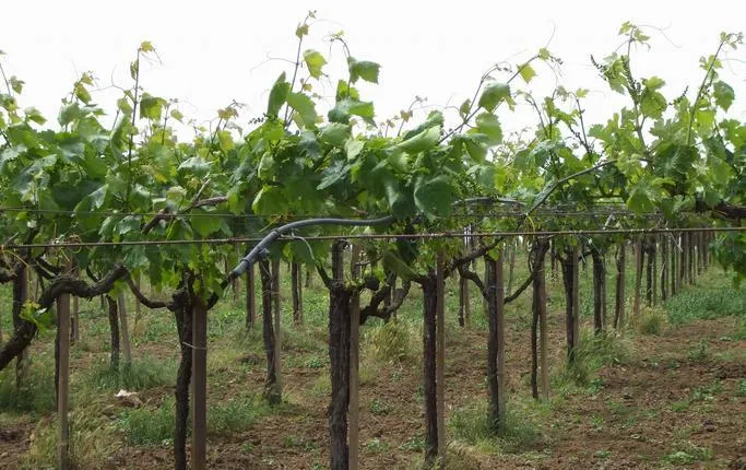 Wine tasting tour on the slopes of Vesuvius