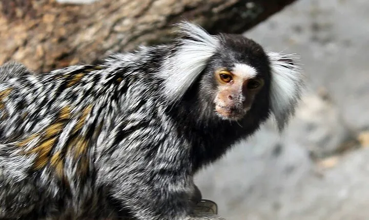 Planet Exotica entrance ticket