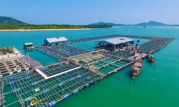 Pearl Farm and Mangrove Forest Canoeing Tour From Phuket
