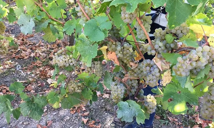 ICONICS Tour: 1/2 day on the Wine Route, visit of 2 Villages + Tasting.