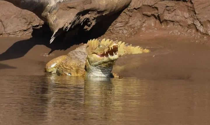 Monkey island and canopy bridge