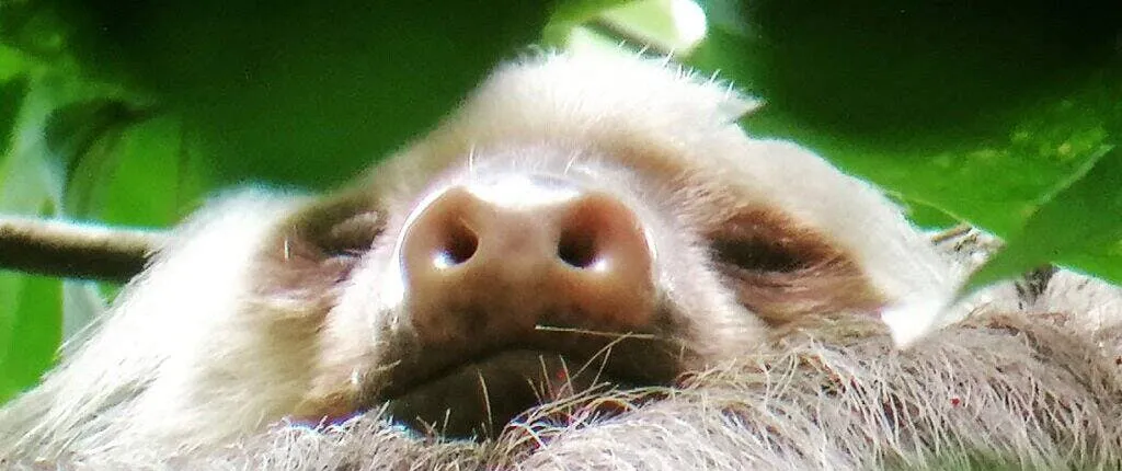 Tenorio Volcano National Park Hiking Tour with Sloth Encounter