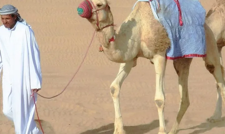 Desert safari, Dune bashing, sandboarding, camel, ATV Option