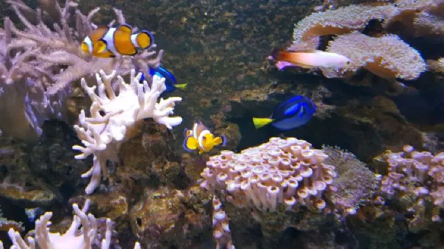 SEA LIFE Val d'Europe Admission Ticket (Adult)