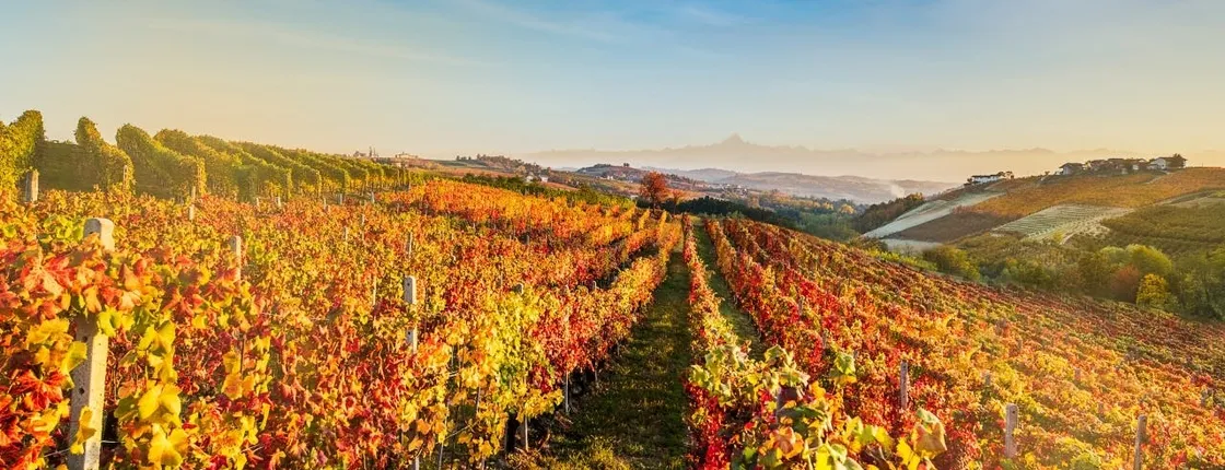 Dynamic wine tasting at Cantina Moscone