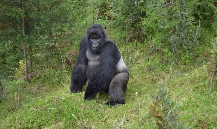 7-Day Private Uganda Chimpanzees and Gorilla Trek Tour from Entebbe