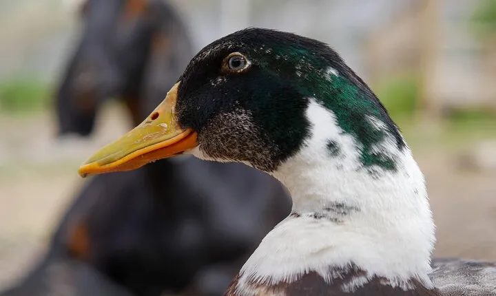 Cajon Del Maipo Including Wine with Picnic and Empanada 