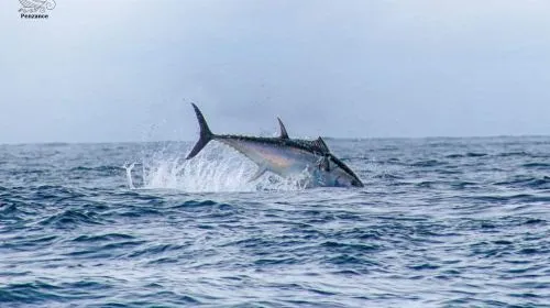 Cornwall: 2 hour Wildlife Watching RIB Tour Adventure