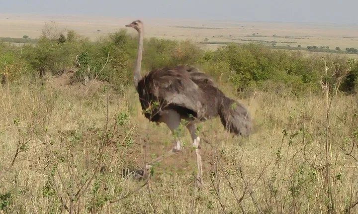 Samburu National Park Day Tour Nyeri