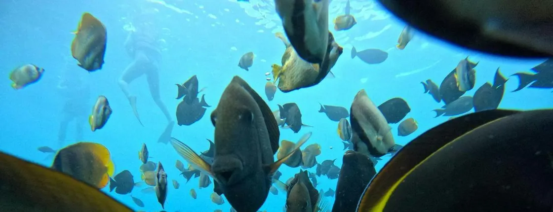 Nusa Penida snorkeling experience with Bali pickup