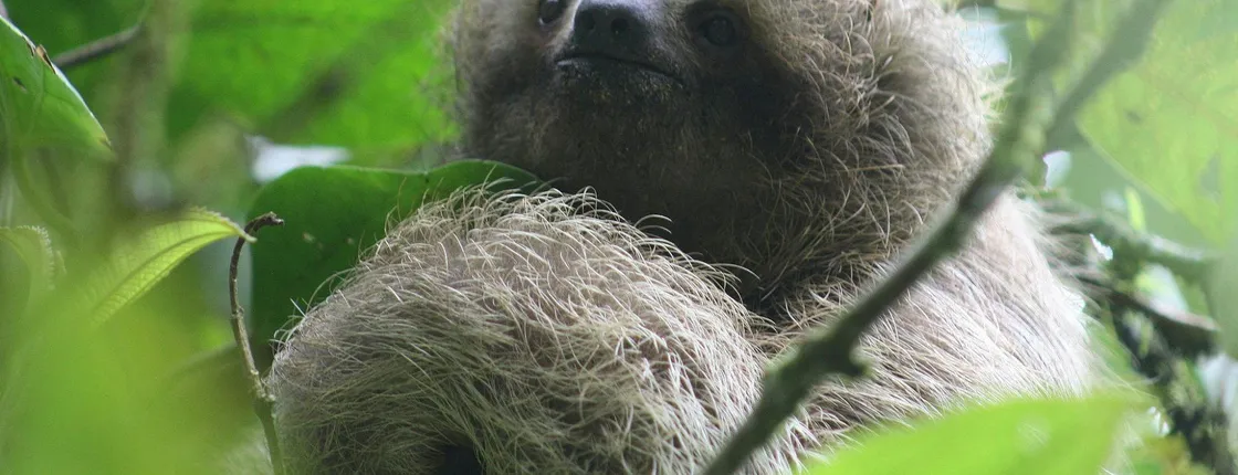 Sloth Adventure Tour