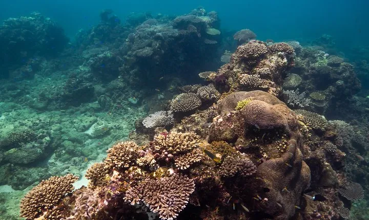 Ningaloo Reef Snorkel and Wildlife Adventure