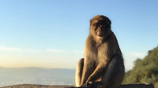 Gibraltar Sightseeing : Classic Rock Tour plus World War 2 Tunnels (Private)