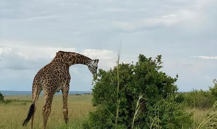 Nairobi national park and Giraffe center