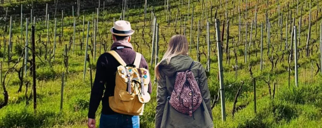 Wine Trekking: Tour of the vineyards with aperitif, lunch or dinner