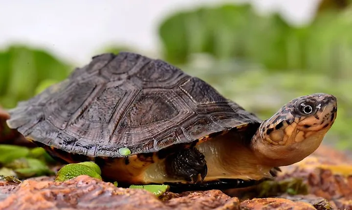 Corsica A Cupulatta Turtle Park Skip the Line Admission Ticket