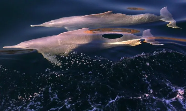 Half day dhow cruise to the Fjords of Musandam