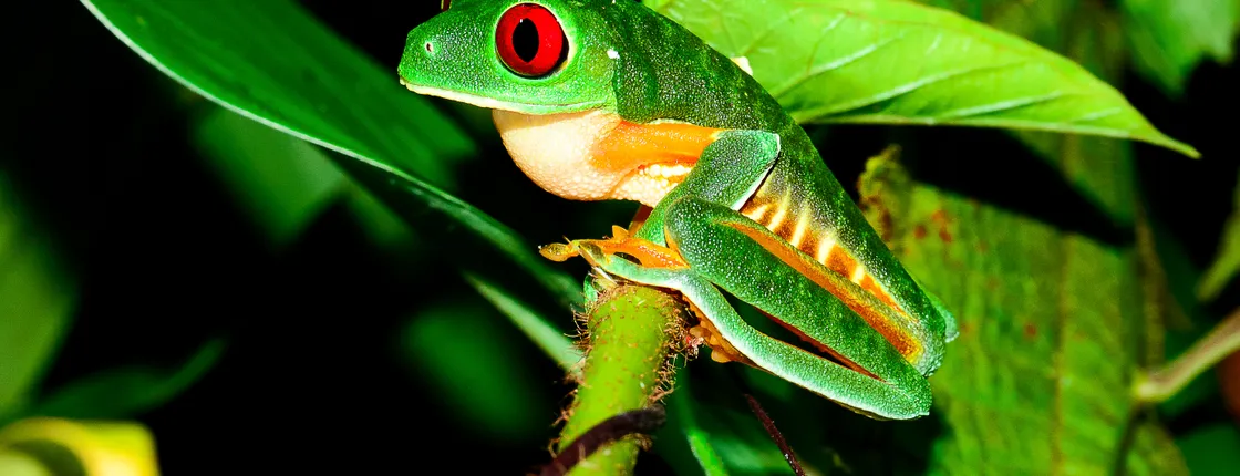 Rainmaker Park jungle night tour from Manuel Antonio