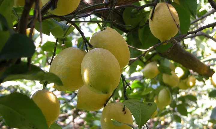 Sorrento Farm and Food Experience including Olive Oil, Limoncello, Wine tasting