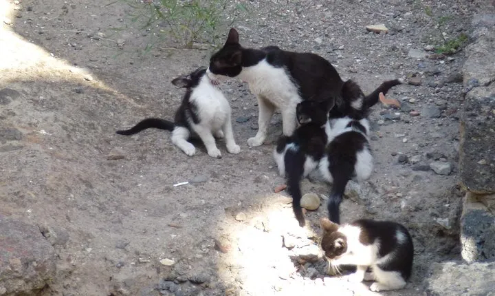 Private tour Syracuse -Archaeological Park and Ortigia with lunch
