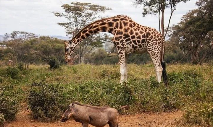 Tour: Giraffe Center and Nairobi National Park