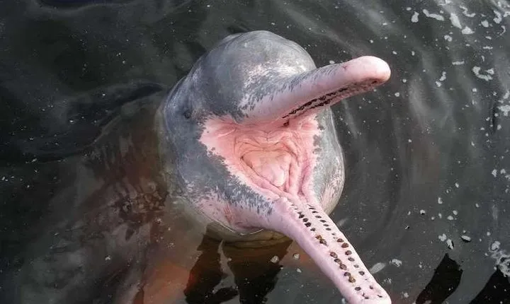 Alter do Chão Jarí Canal Tour