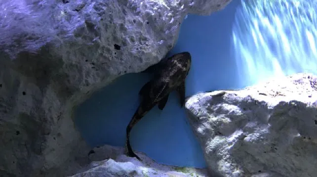 SEA LIFE Val d'Europe Admission Ticket Adult