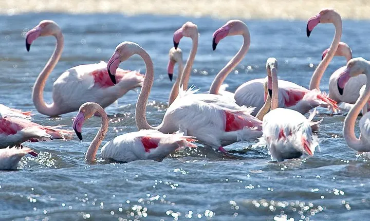 Electric Bike Naturalistic Tour in Cagliari