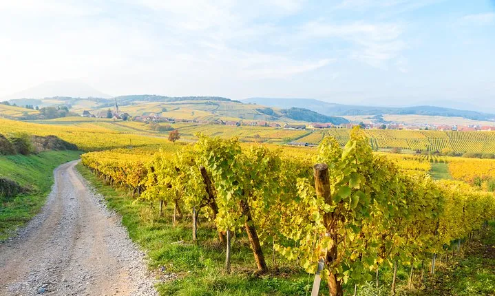 Alsace Wine Route Wineries & Tasting Small Group Guided Tour from Strasbourg