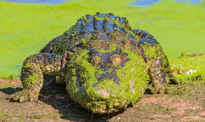 Malcolm Douglas Crocodile Park Tour Including Transportation