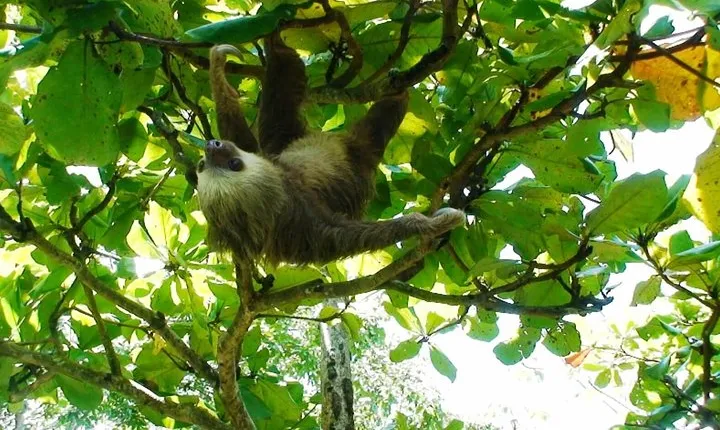 Manuel Antonio National Park Sightseeing and Wildlife Day Tour from San Jose
