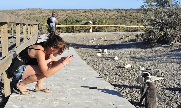 Punta Tombo Penguin Colony from Puerto Madryn with optional Toninas Watching
