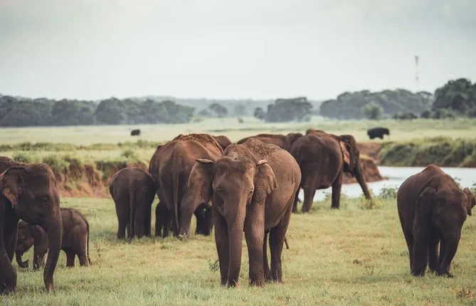 Minneriya National Park Private Safari