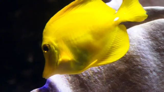 SEA LIFE Oberhausen Ticket Adult