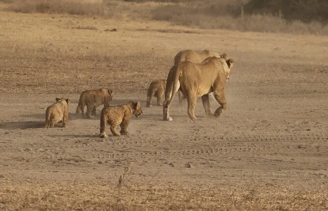 5 Days Group Tour in Tanzania