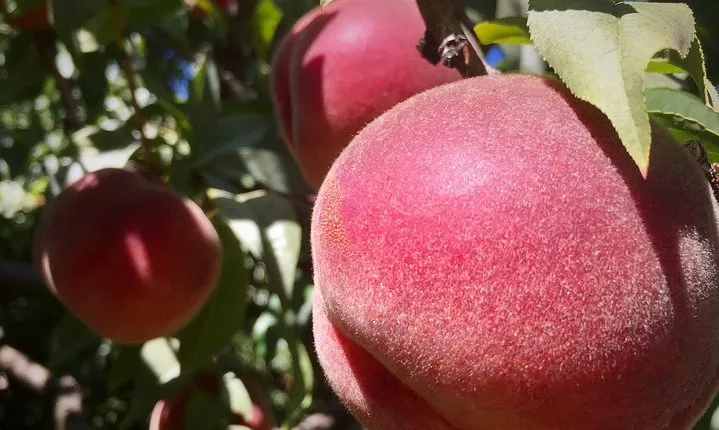 Columbia River Gorge Waterfalls & Mt Hood Tour from Portland, OR