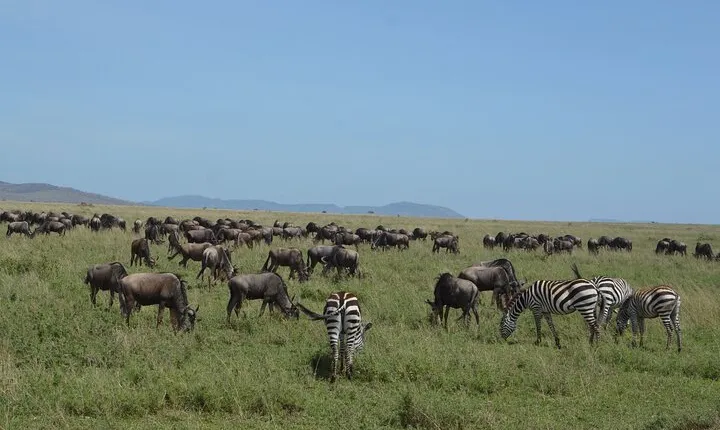 3 Days Serengeti & Ngorongoro Group Camping Safari