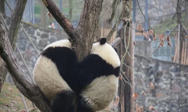 Visiting Dujiangyan Yaan Wolong Panda Base Optional Volunteering